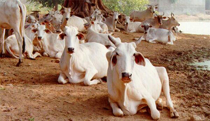  Vrindavan’s Acharyas and Brajwasis sign petition for cow protection.